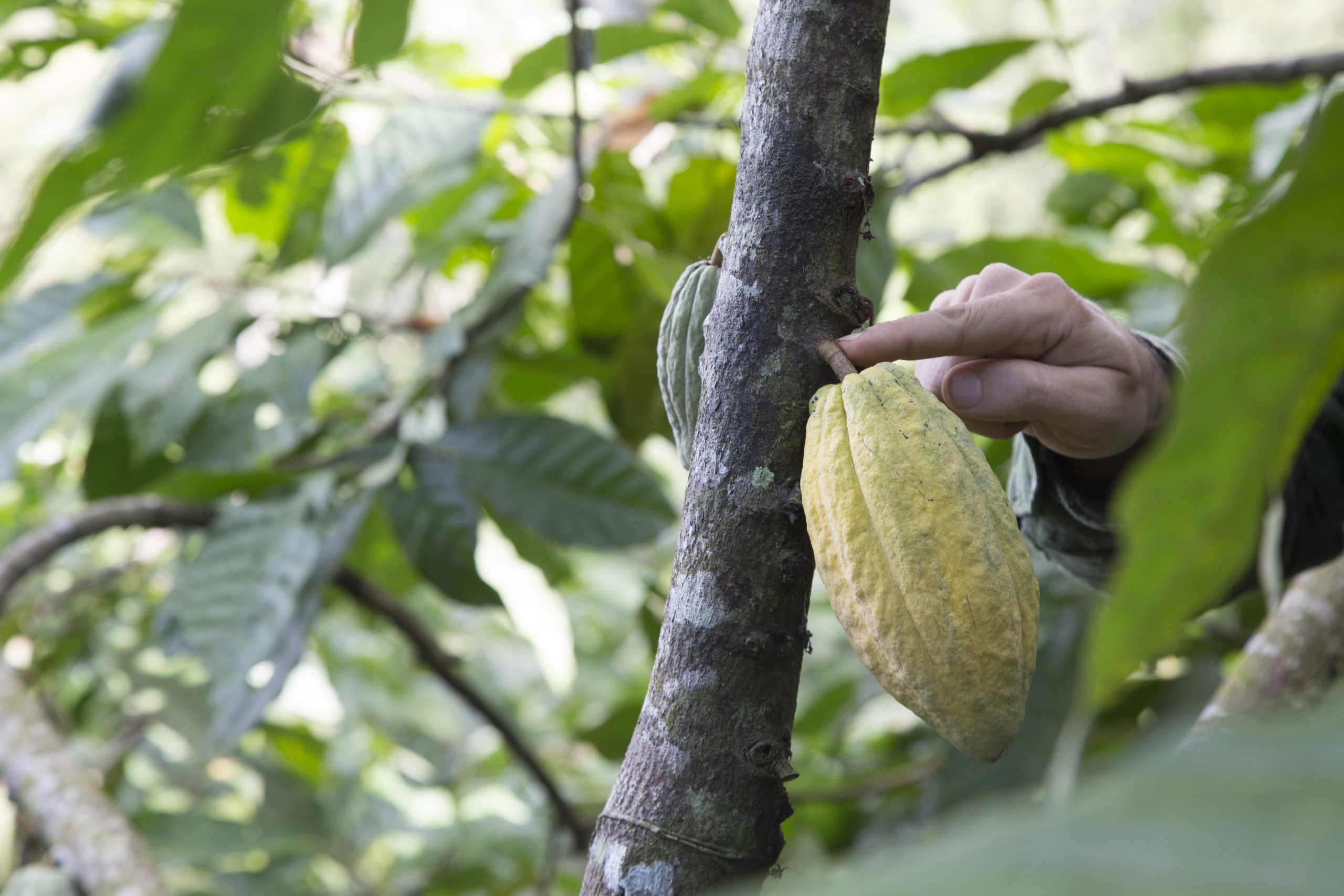 Step 1: Harvest – Every pod is harvested and opened by hand, and the beans are sorted by quality