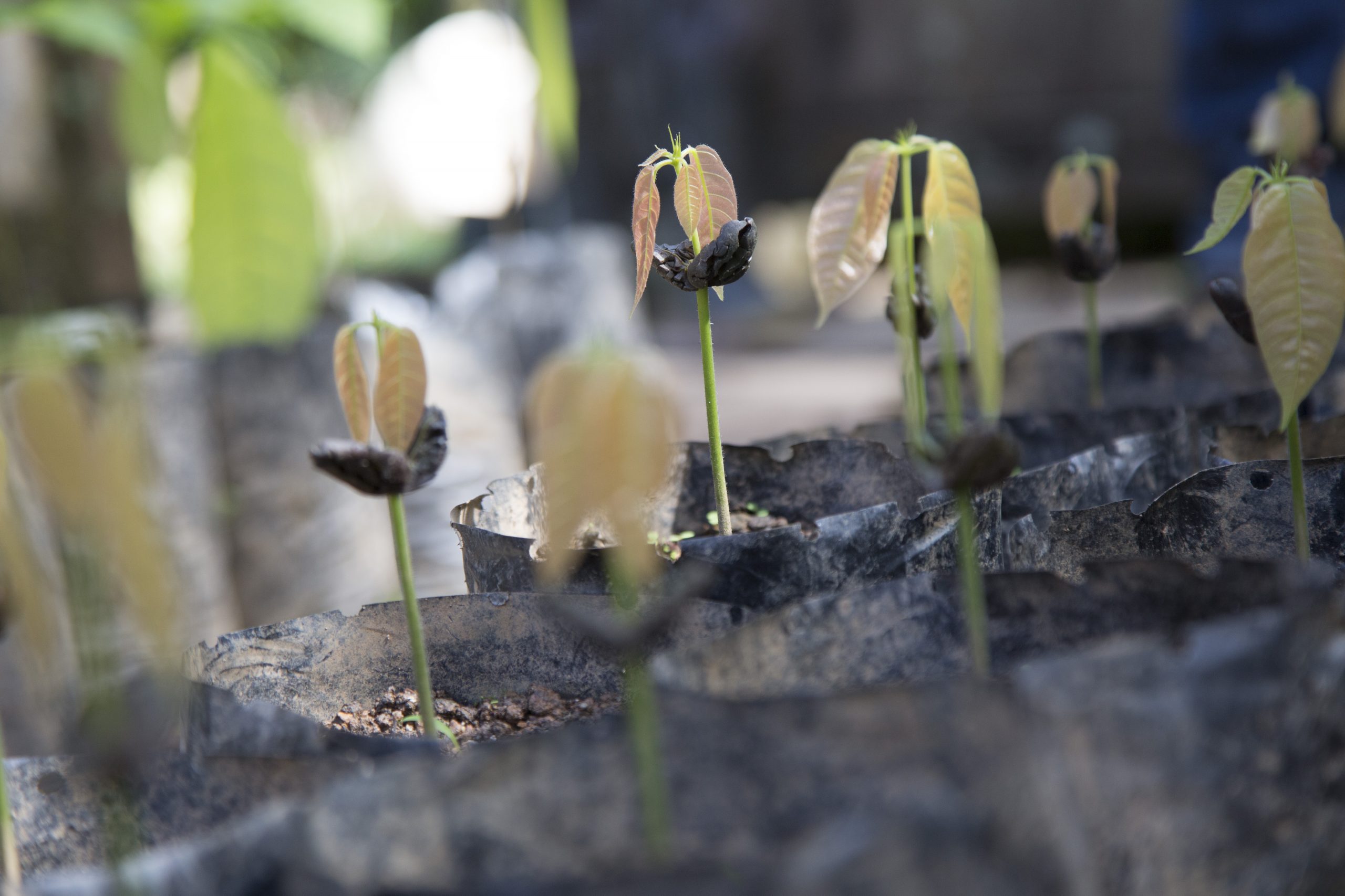 Young cacao seedlings sprouting from the bean