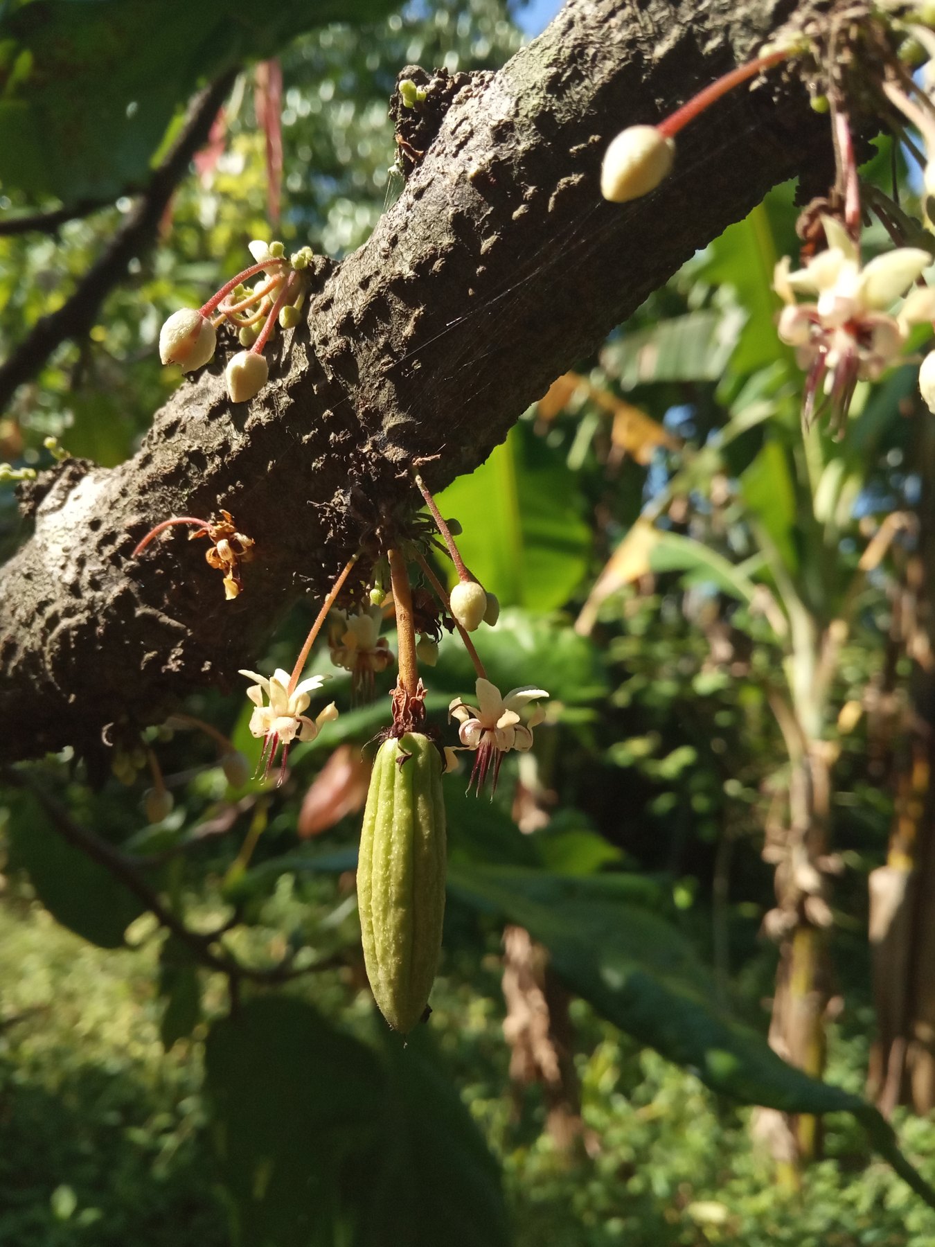 Die Pflanze – Kakaofrucht, Blüten und Knospen direkt am Stamm