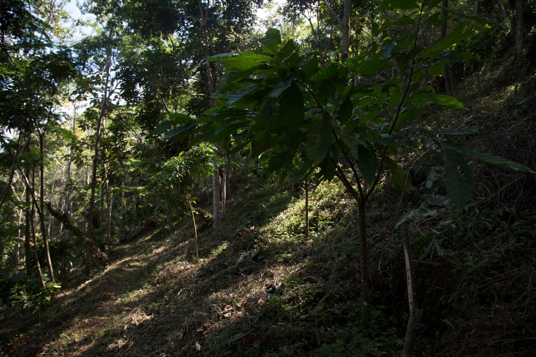 Young cacao tree in the partial shade of the hardwood trees