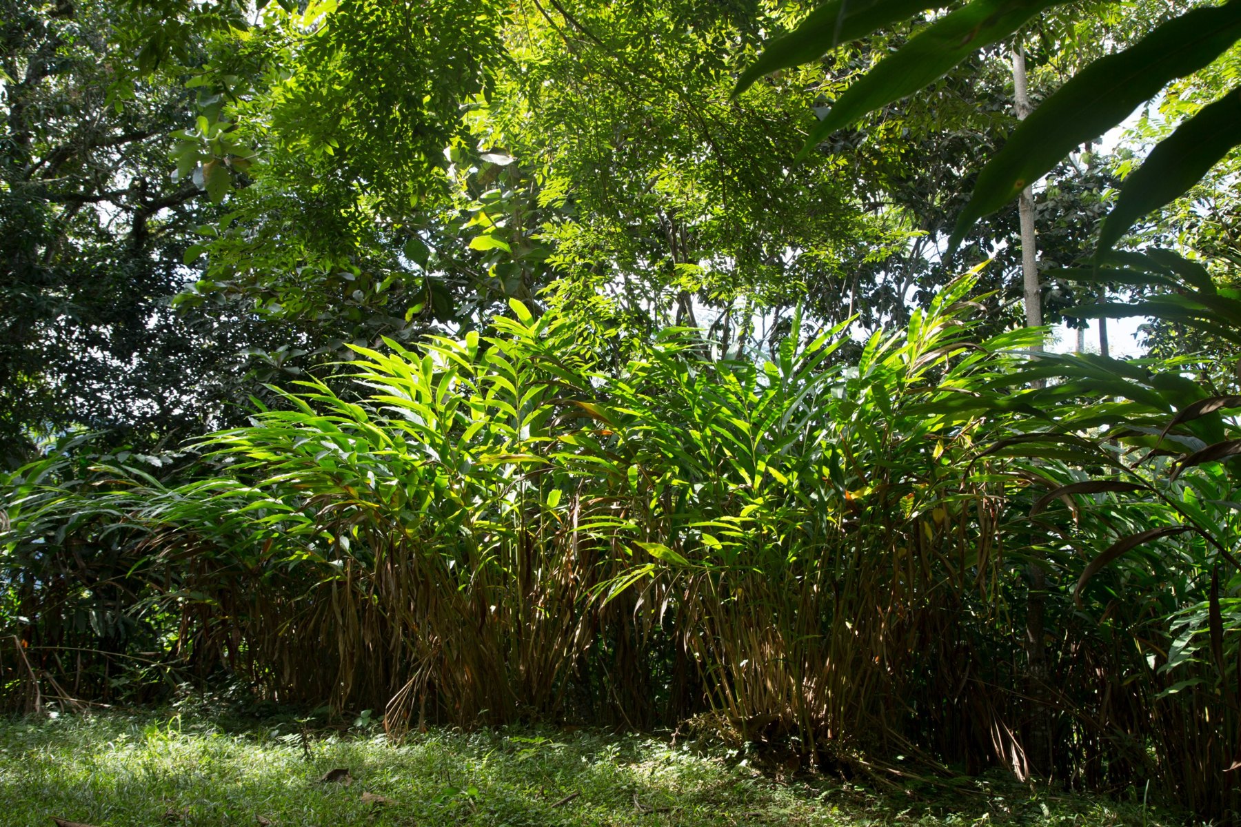Head-high cardamom between the trees
