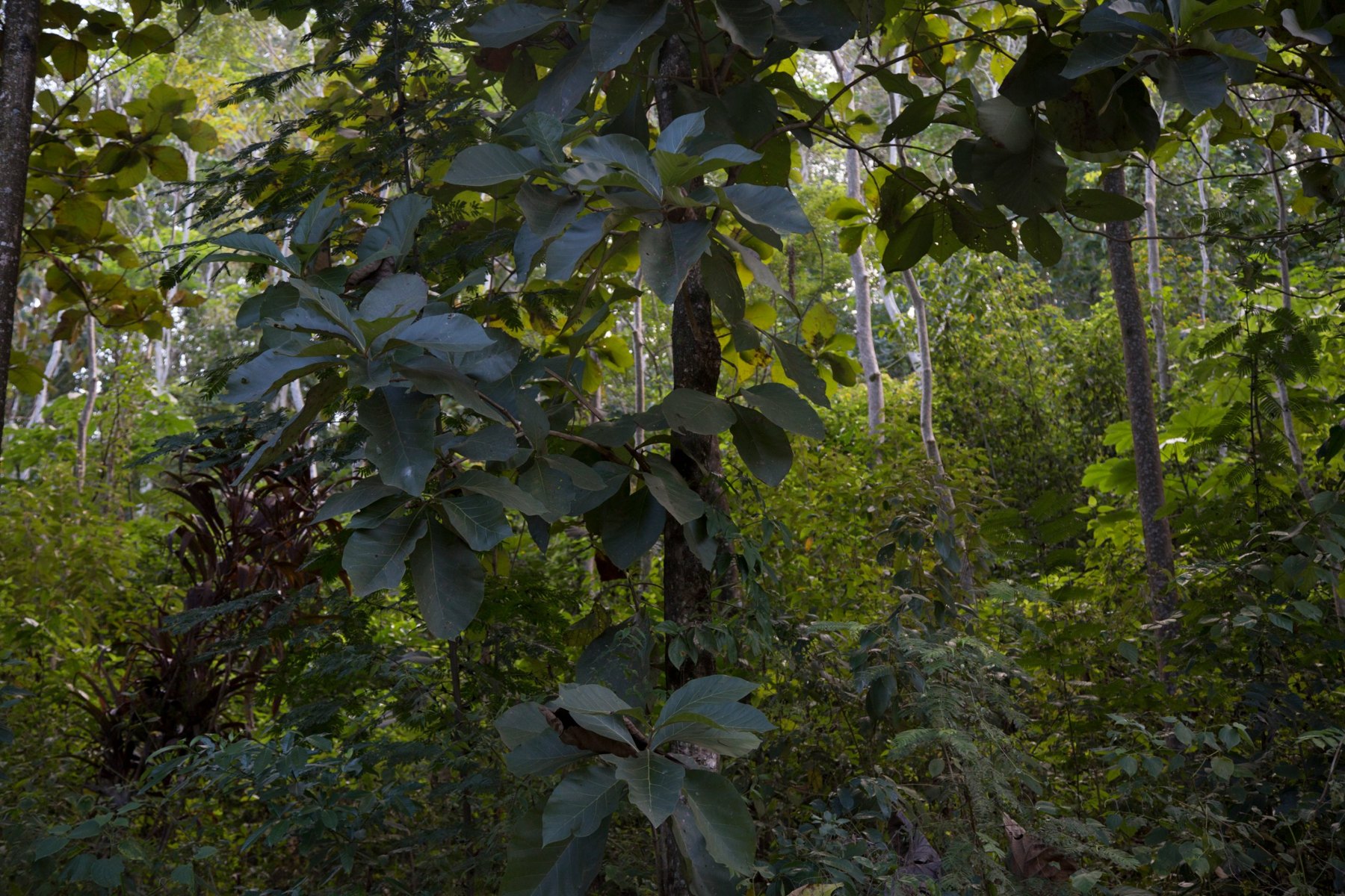 Hardwood trees as a shade canopy
