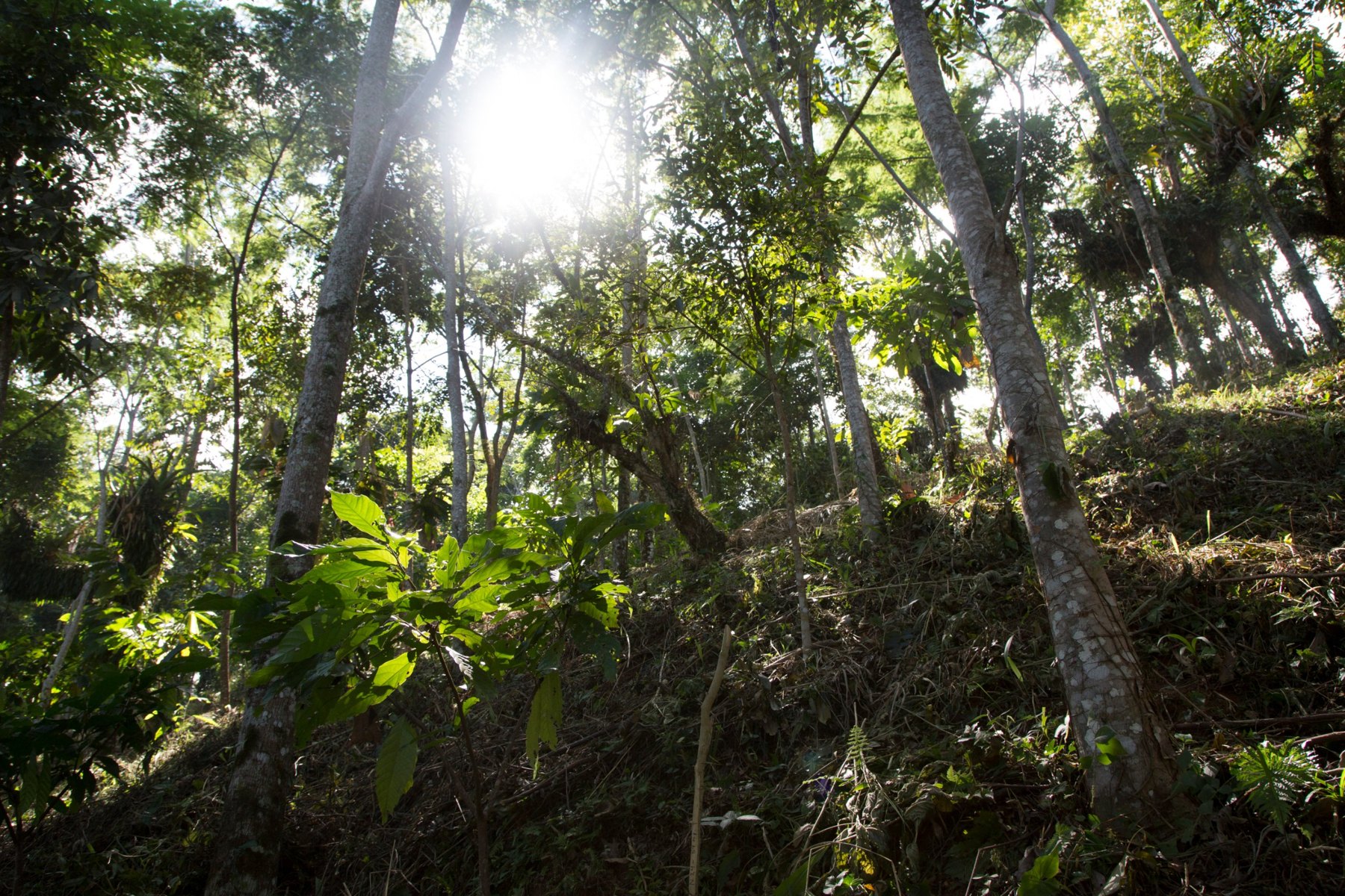The agroforestry system of Finca El Porvenir – young cacao trees in the shade of tall hardwood trees