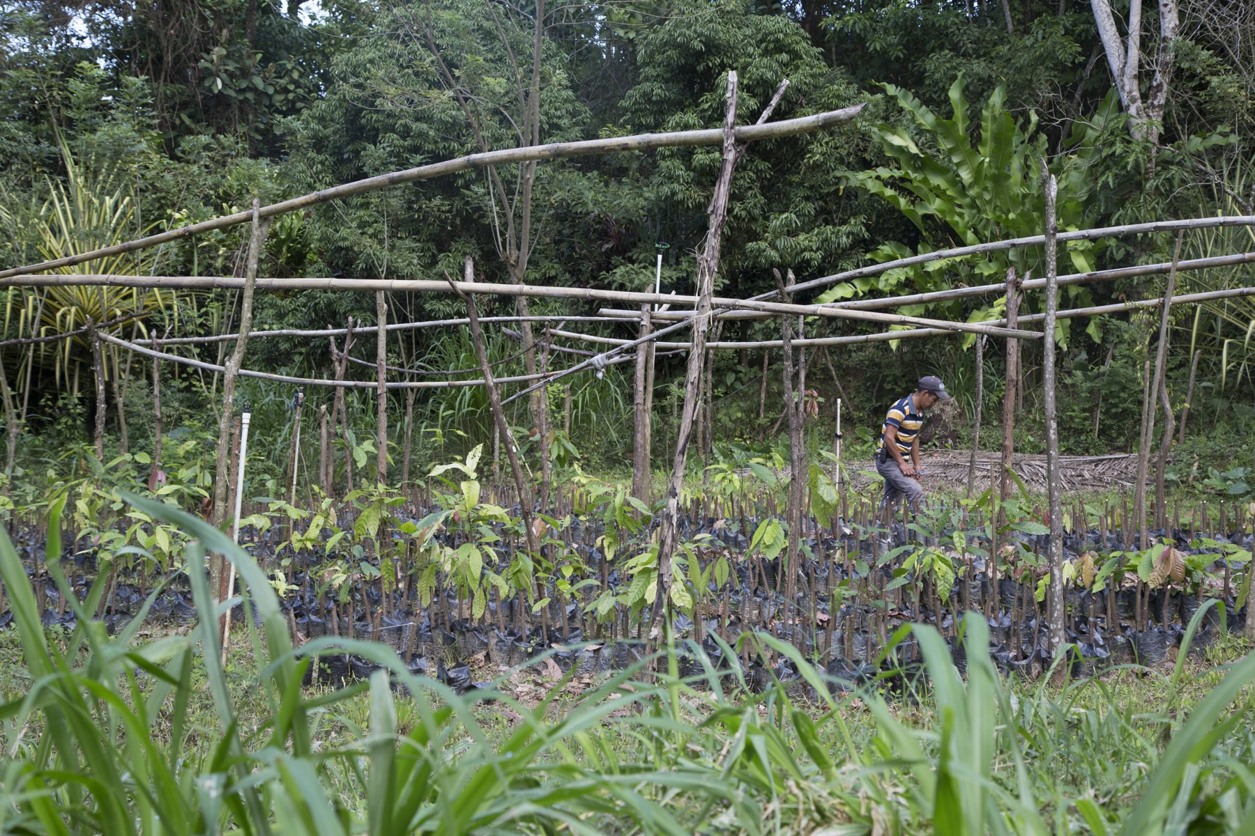 The men – machetes instead of herbicide · Photo 1