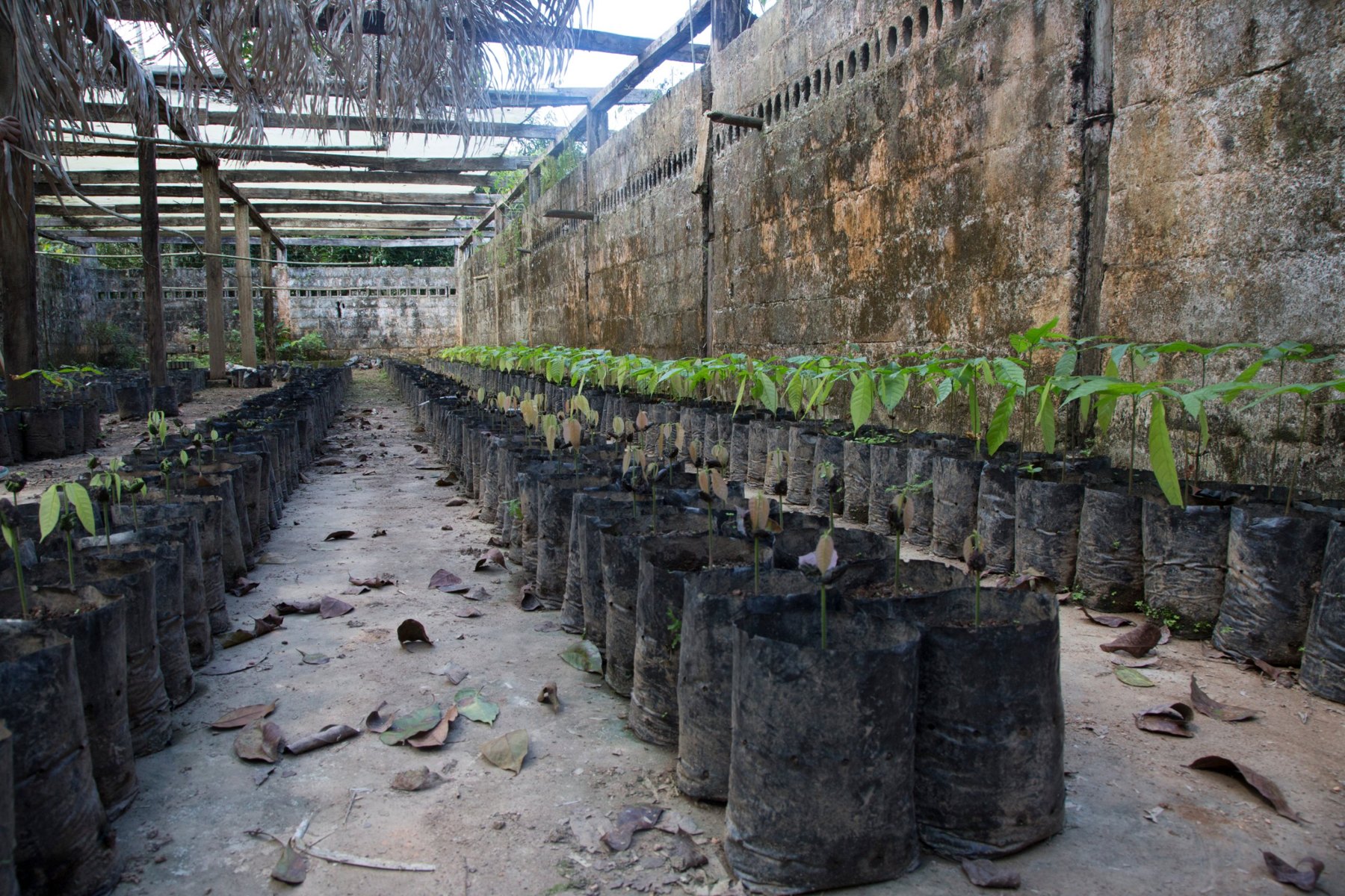 The finca’s tree nursery: rows of young cacao seedlings in bags of soil under the palm roof