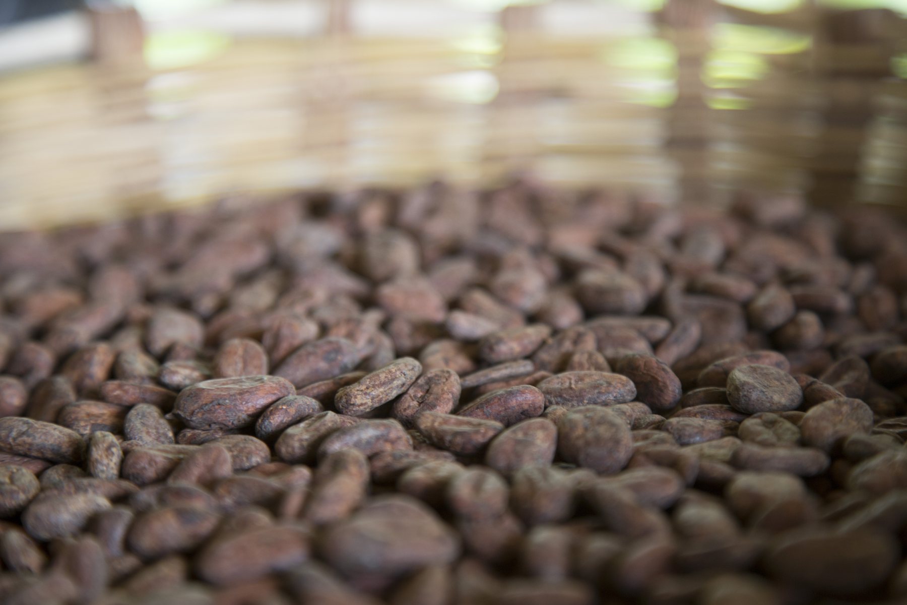 Step 3: Sun – The beans dry in the sun and are turned regularly.
