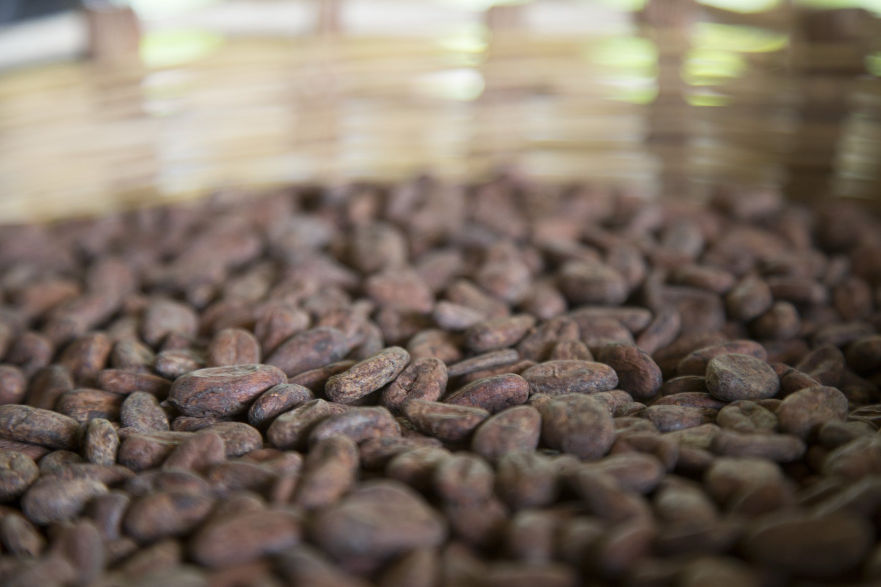 Fermented, dried cacao beans in a basket