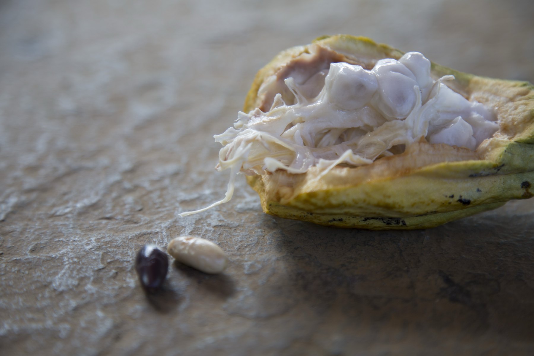 Preserving the variety · The white bean – Bringing Criollo back