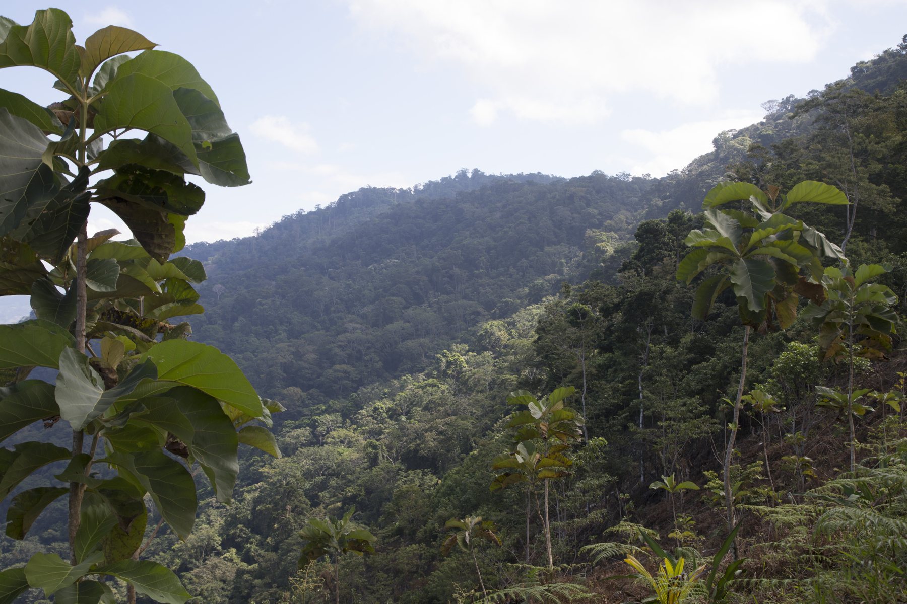 Farm facts · The place – In the heart of Guatemala, at the foot of the Sierra de las Minas