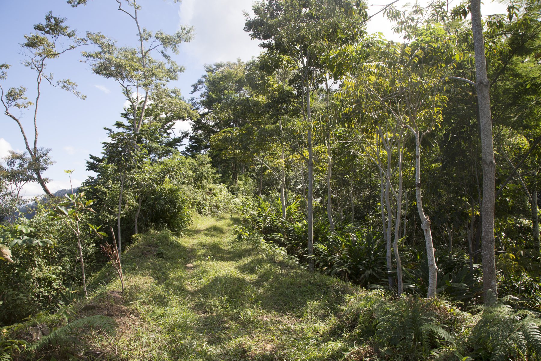 The cacao · How it’s grown – A forest instead of a plantation