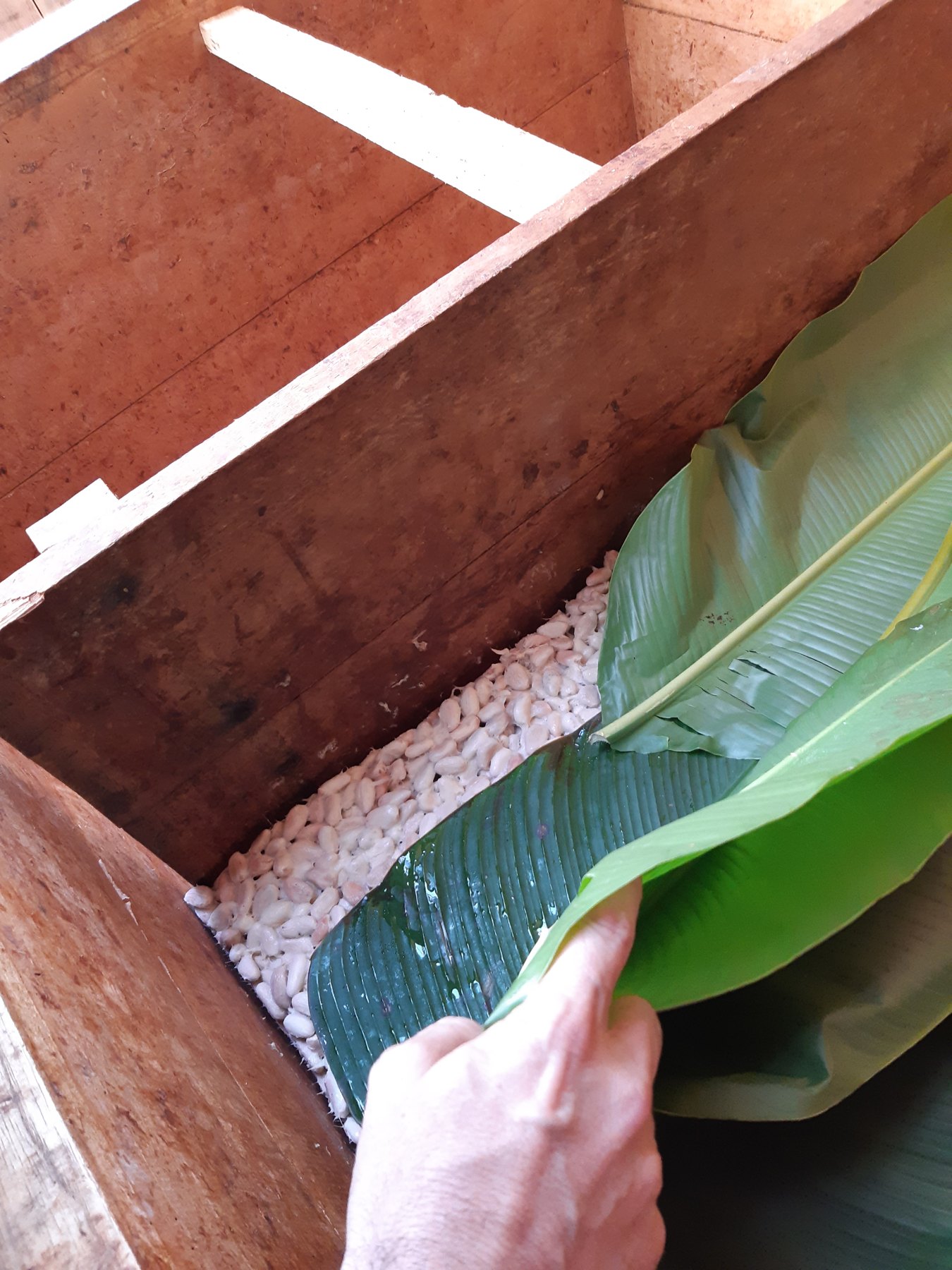 Fermentation: fresh white cacao beans in a wooden box, covered with banana leaves