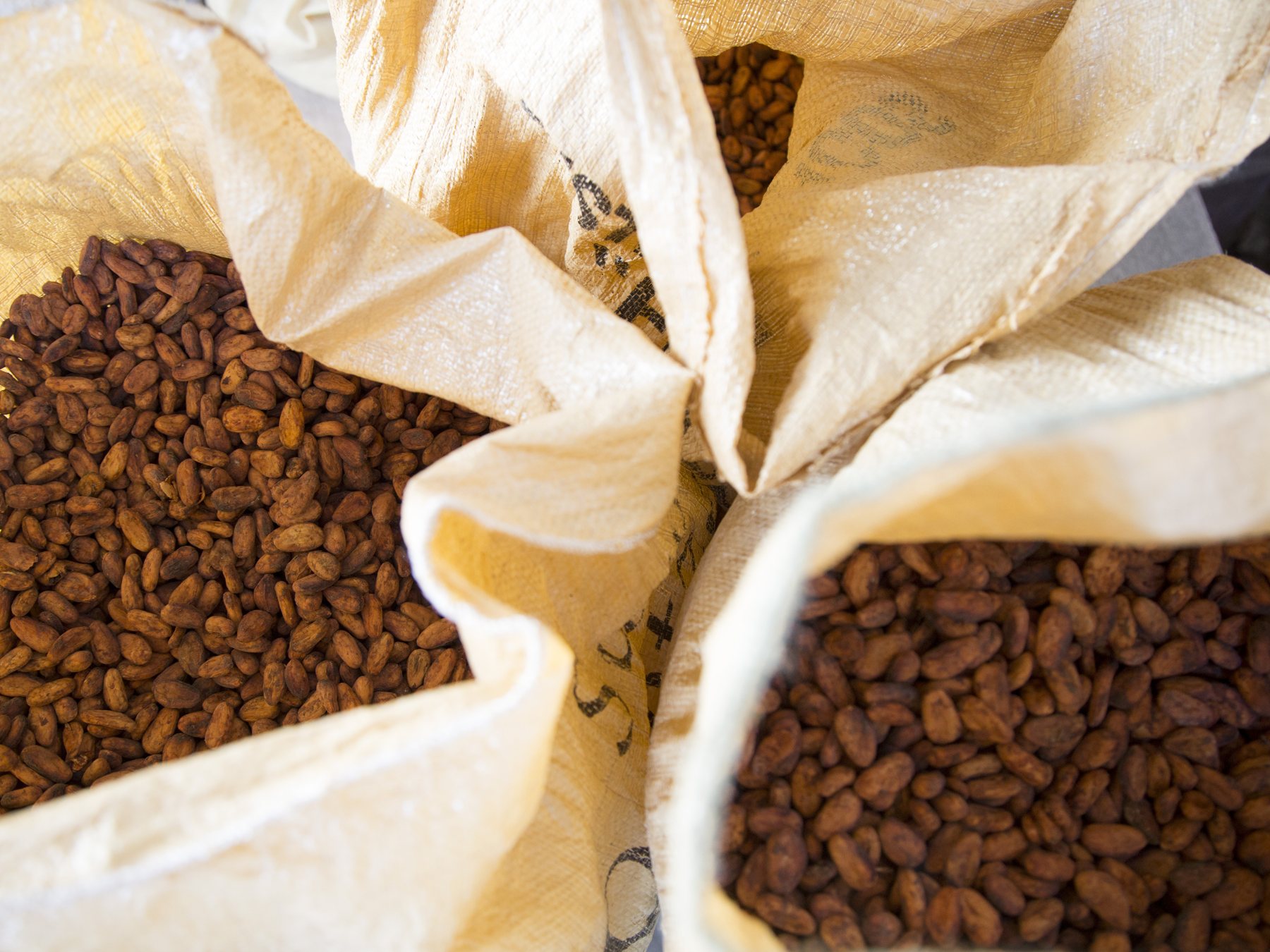 The cacao · The variety – Criollo – the fine, old variety