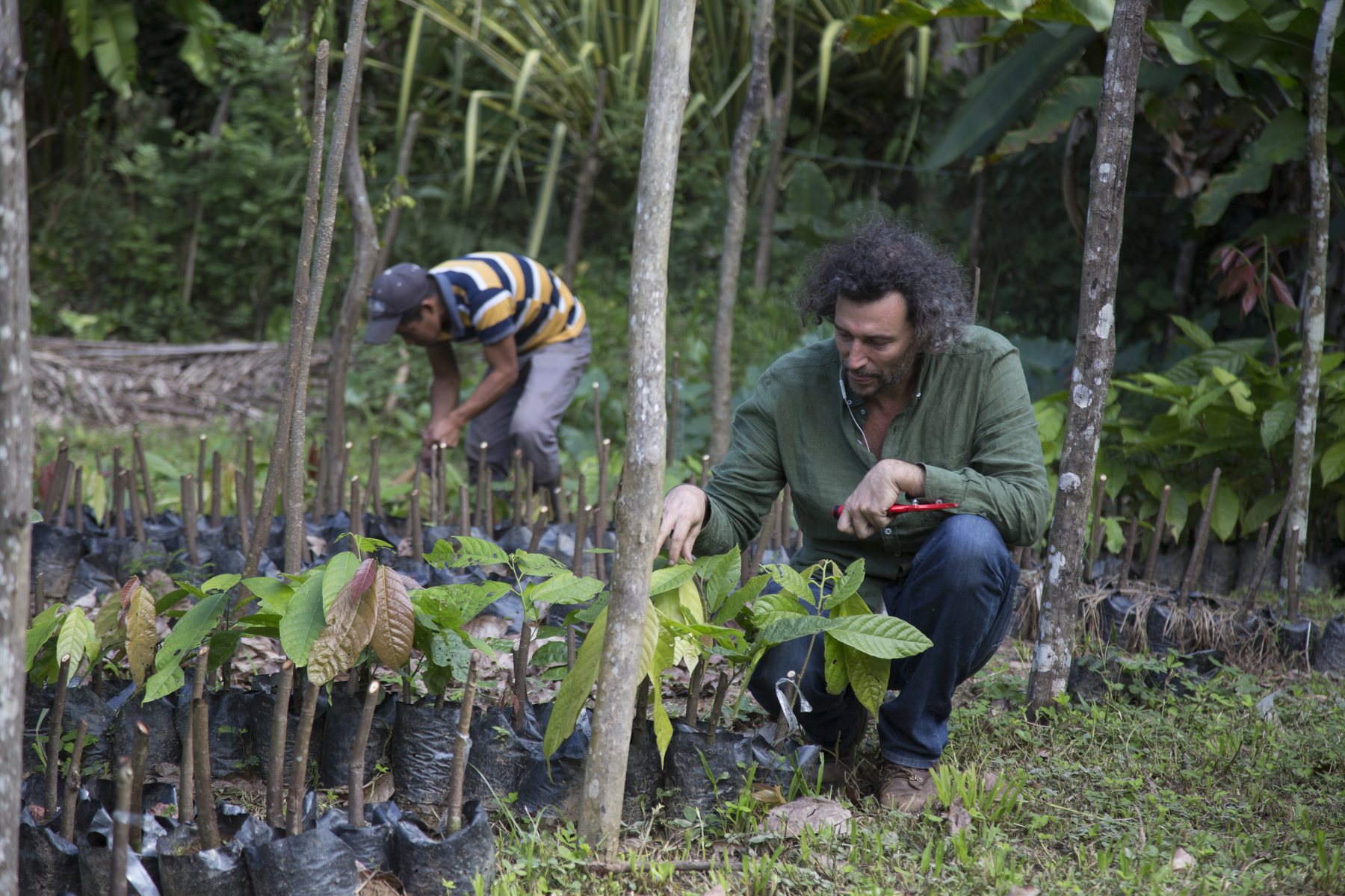 Preserving the variety · Grafting – Old shoots on young trees