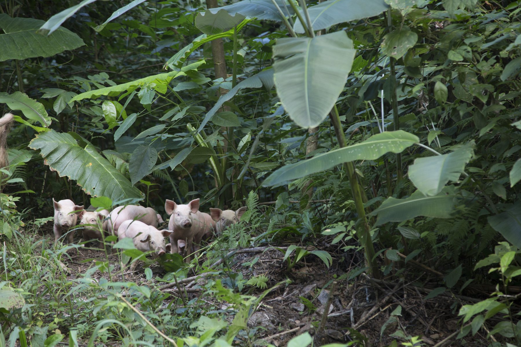 Piglets – Keep the undergrowth short and turn over the soil