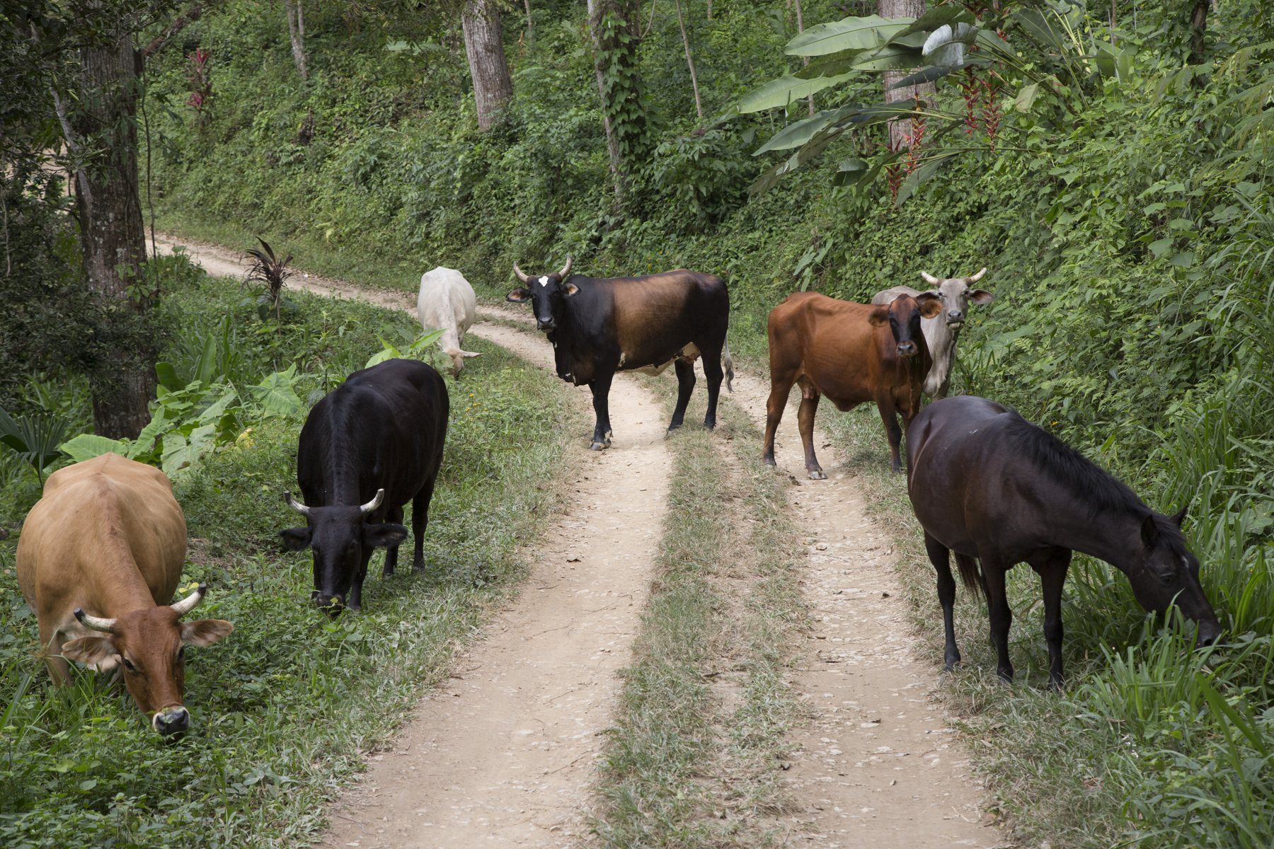 Cows – Milk and manure for the finca