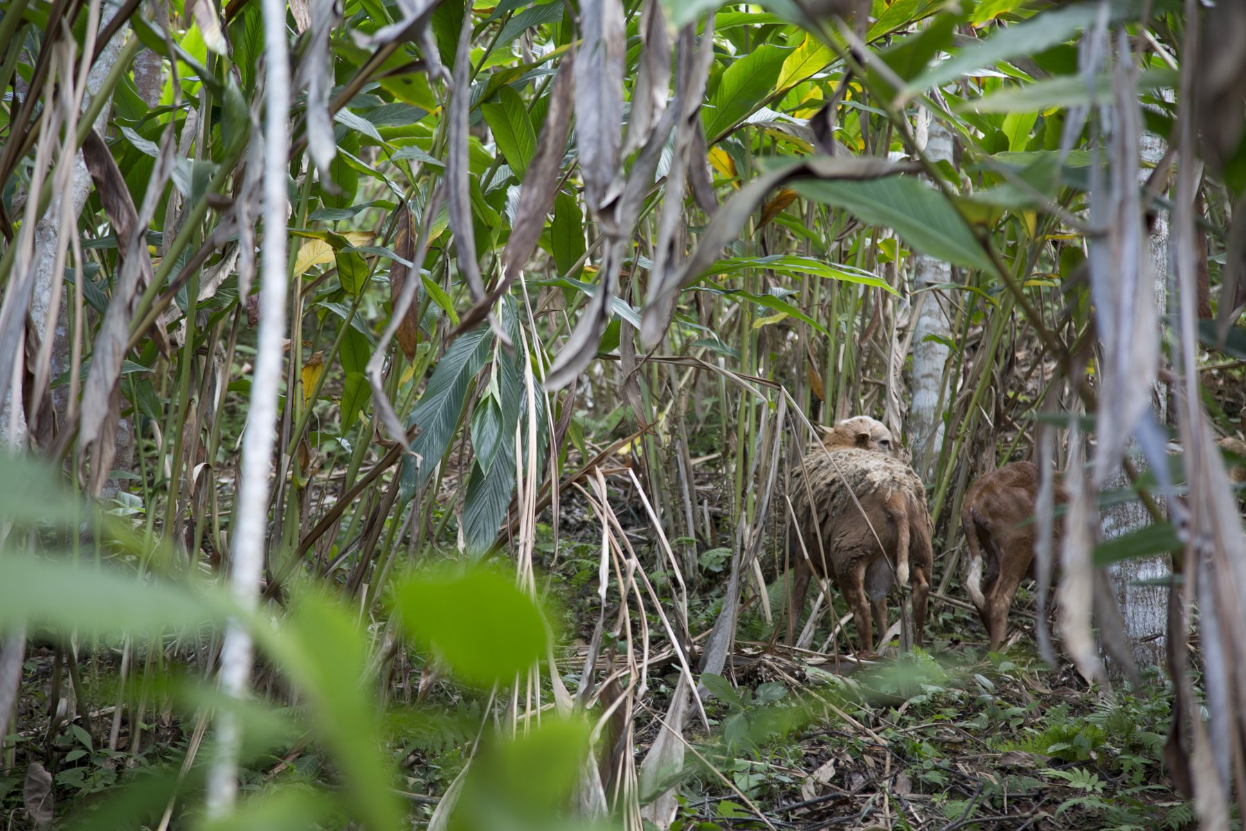 Sheep – Graze between cardamom and hardwood trees