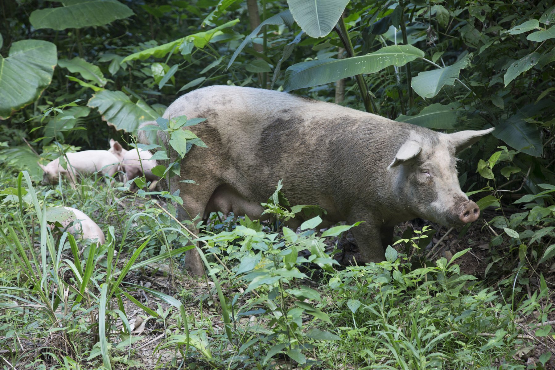 Pigs – Fertiliser for the cacao – without any chemicals