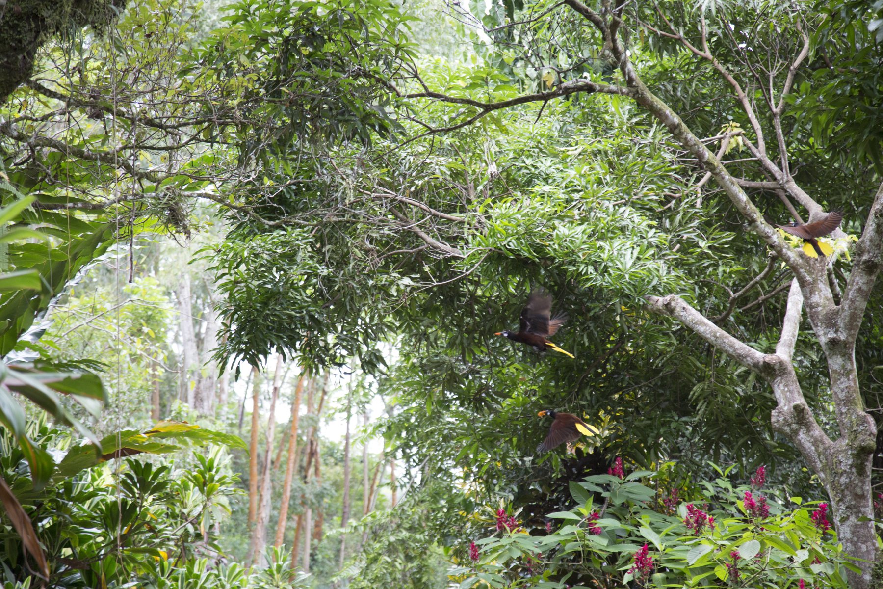 Montezuma oropendolas – The forest brings the birds back