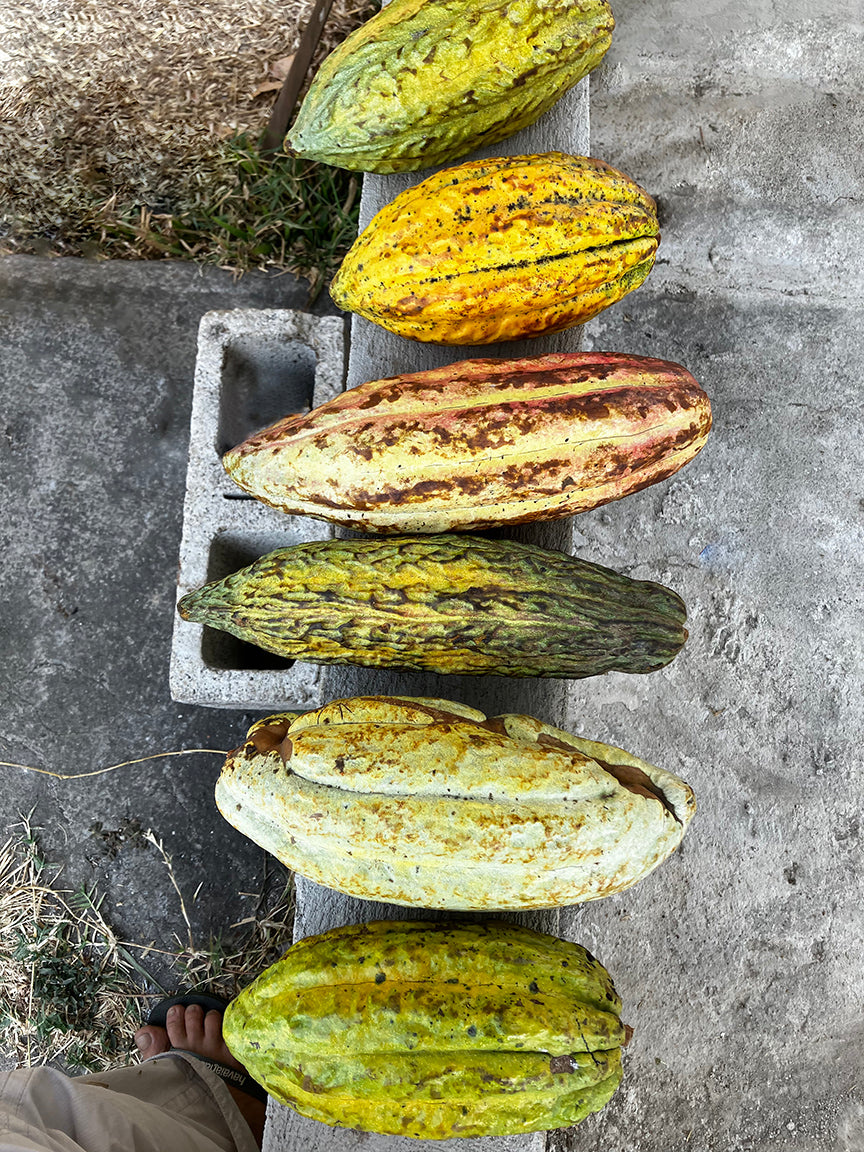 The origin – cacao from the volcanic lowlands of Guatemala