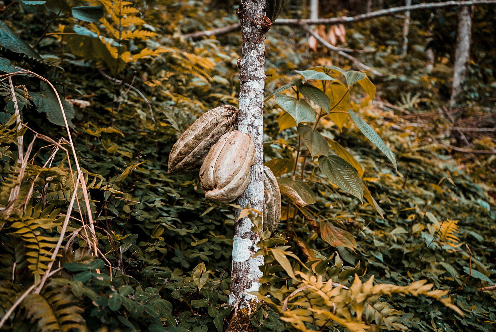 Cacao pods on the trunk, surrounded by dense greenery