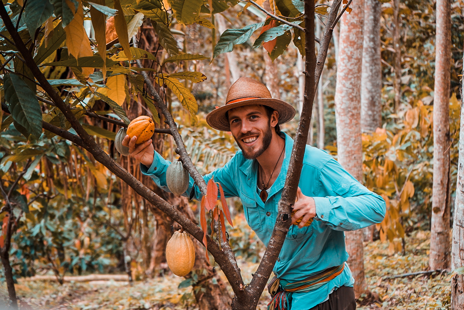 Laughing man in a hat showing a ripe cacao pod on the tree